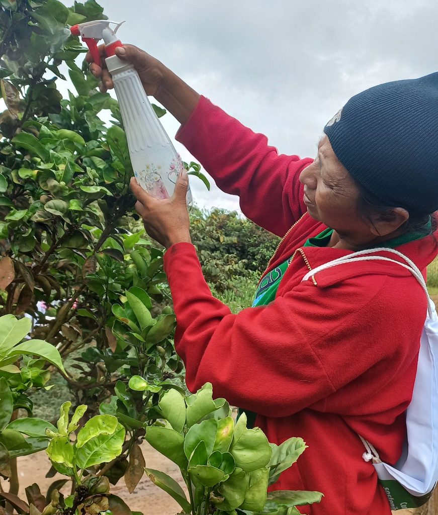 Fertilizantes e insecticidas orgánicos son elaborados y usados por varias familias capacitadas en la Amazonía boliviana